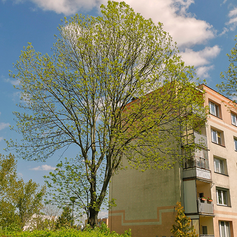 Expertise en élagage d’arbres dans les yvelines.