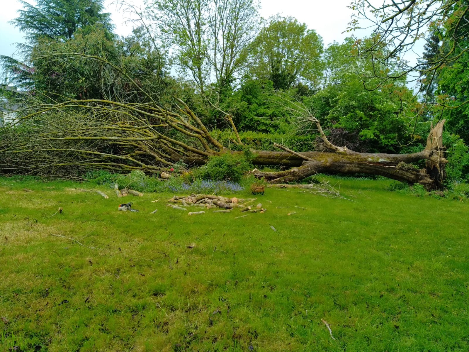 Notre réactivité en cas d’urgence de chute d’arbre.