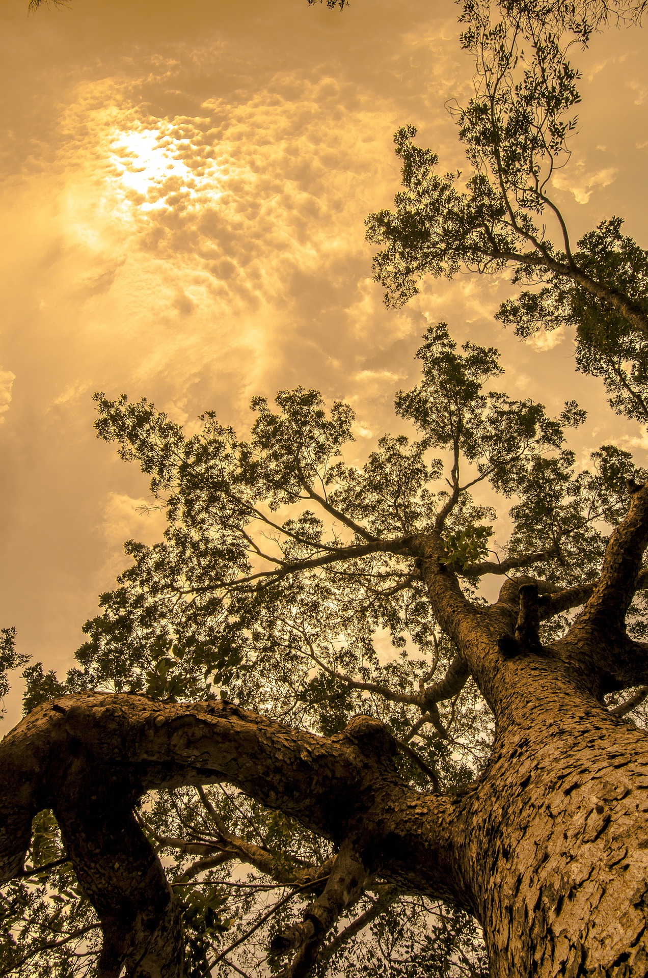 Grand arbre remarquable dans une propriété des Yvelines entretenu par Tree Art Elagage