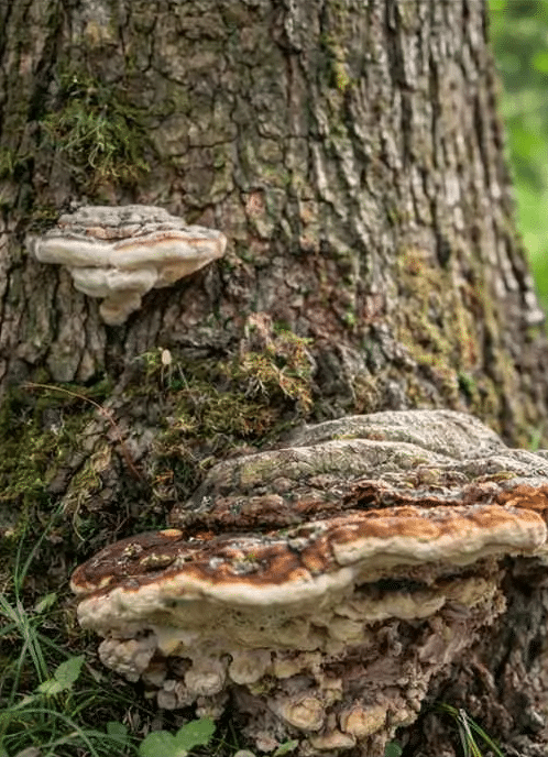 Champignon au pied d’un arbre indiquant une possible maladie racinaire
