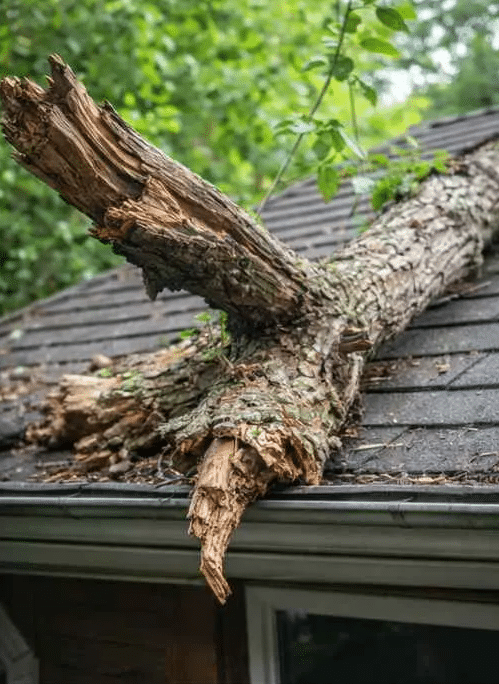Branche d’arbre cassée tombée sur une toiture suite à un affaiblissement de l’arbre