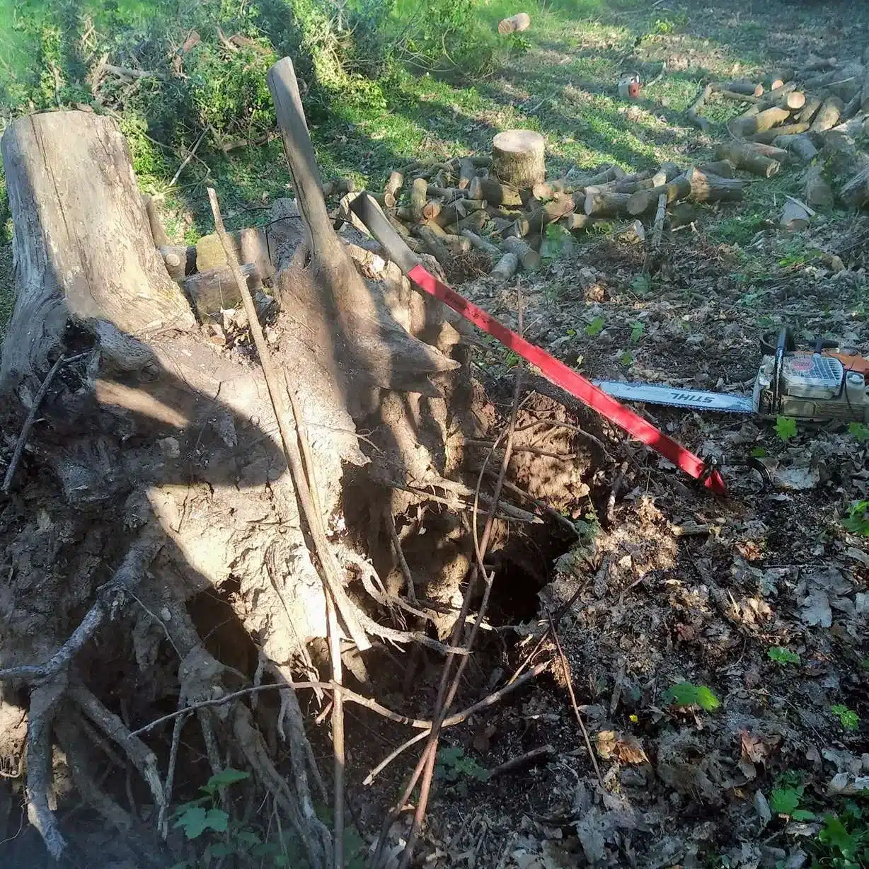 Racines d’arbre arrachées lors d’un dessouchage dans un jardin
