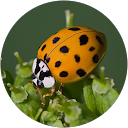 Debora Hyoko profile picture