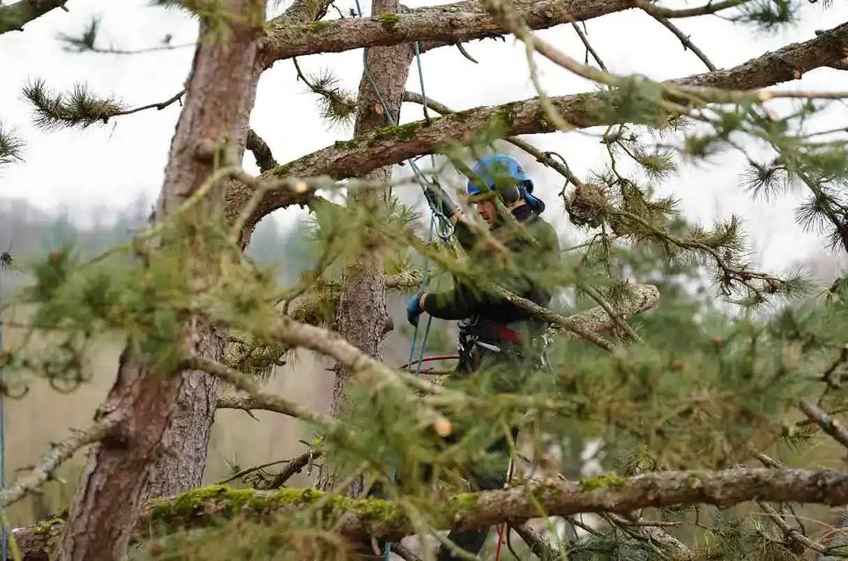 Élagage d’un pin par un élagueur professionnel dans les Yvelines