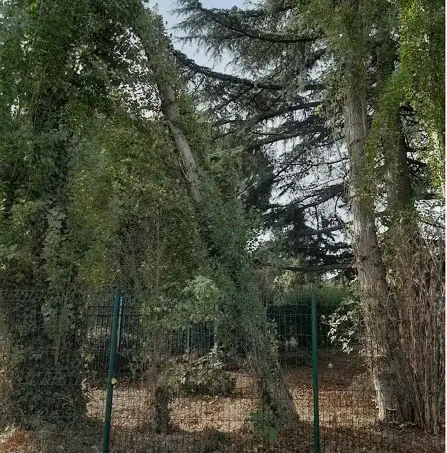 Abattage par démontage d'un peuplier encroué à Chatou (78) — Tree Art Élagage Grand peuplier penché, encroué dans la cime d'un arbre voisin au-dessus d'une clôture, à Chatou, avant son démontage par Tree Art Élagage