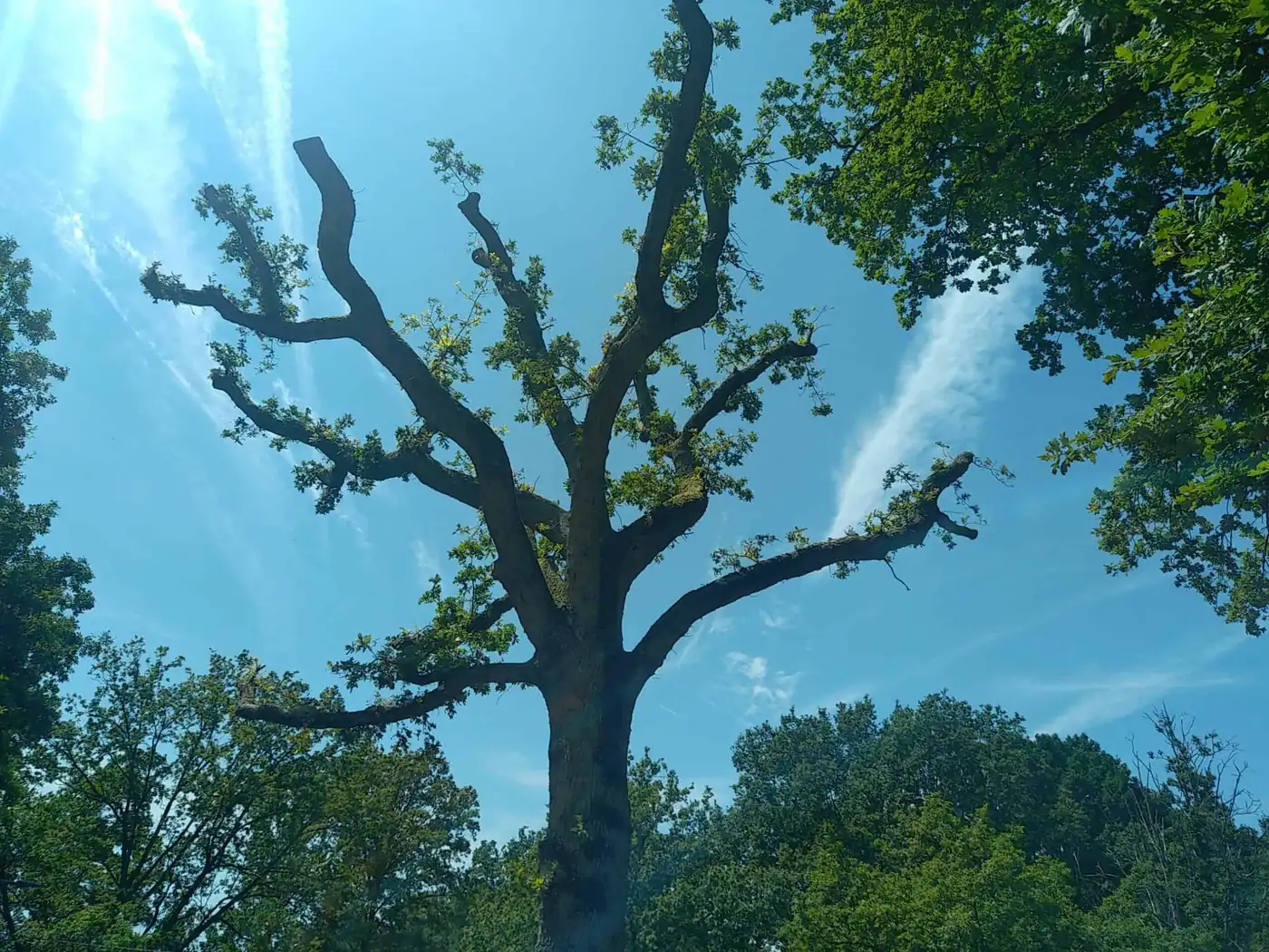 Chantier d'élagage et de taille d'arbre dans les Yvelines par Tree Art Elagage Chantier d'élagage et de taille d'arbre dans les Yvelines par Tree Art Elagage